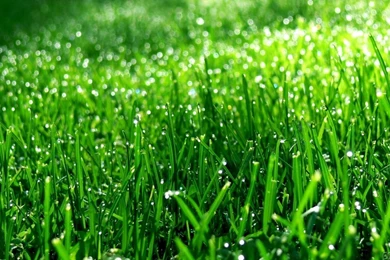Green Grass Wallpapers