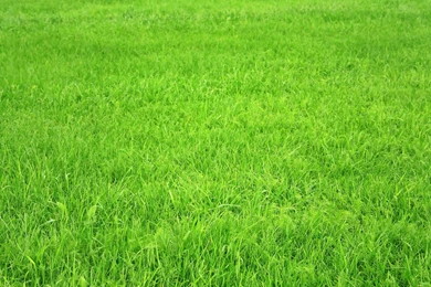 Grass Texture Wallpapers 2015   Grasscloth Wallpapers