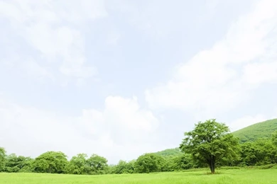 Free Wallpapers   Free Nature Wallpapers   Green Grass 2 Wallpapers ...