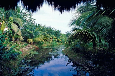 Jungle (id: 14483) – BUZZERG