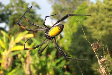 Jungle Animal Wallpapers Full HD