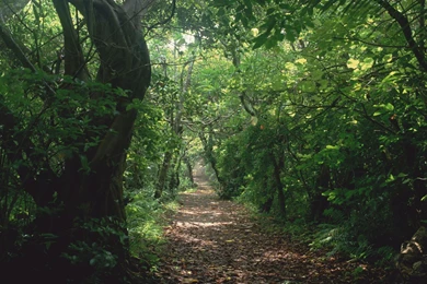 Page 2: Ultra HD 4K Jungle Wallpapers HD, Desktop Backgrounds ...