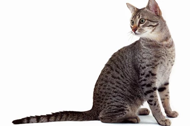 Cat With White Backgrounds