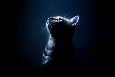 Cat On A Black Backgrounds Wallpapers And Images   Wallpapers ...