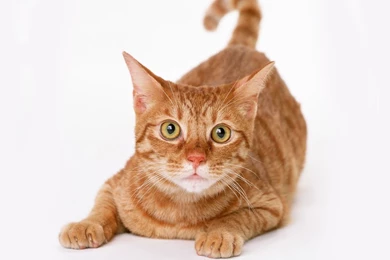 Free Wallpapers Gold Munchkin Cat White Backgrounds