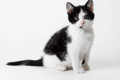 Animals Beautiful Sweet Great Funny Cute Cat Backgrounds Free ...