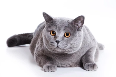 Blue British Cat On A White Backgrounds >> HD Wallpaper, Get It Now!