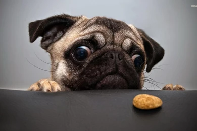 Black Pug Wallpapers