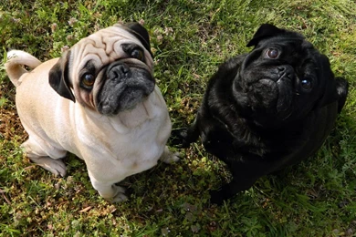 Funny Pug Wallpapers