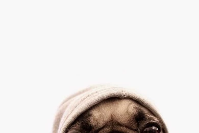 Cute Pug. Tap For More Cute Pug Dog HD Wallpapers.   @mobile9 ...