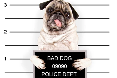 Pug Wallpapers