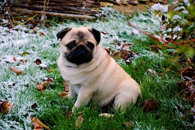 Dog Breed: Pug Wallpapers :: HD Wallpapers
