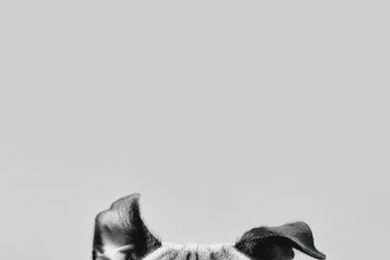 Cute Pug iPhone Wallpaper. Tap To See Collection Of Cute Pug Dog ...