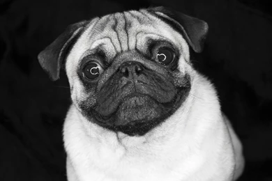Pug Wallpapers Full HD Wallpapers Search