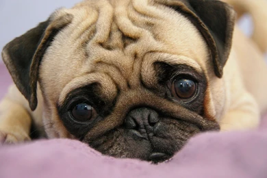 Pug Wallpapers HD