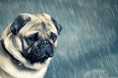 Pug dog wallpapers.jpg