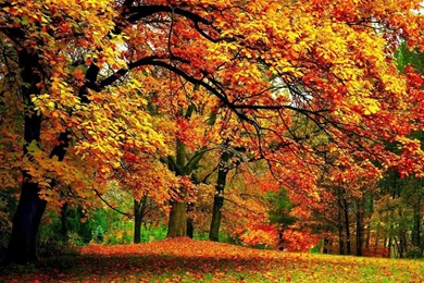 Autumn Wallpapers   Autumn Wallpapers (35867669)   Fanpop
