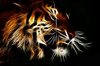 Translucent Tiger >> HD Wallpaper, Get It Now!