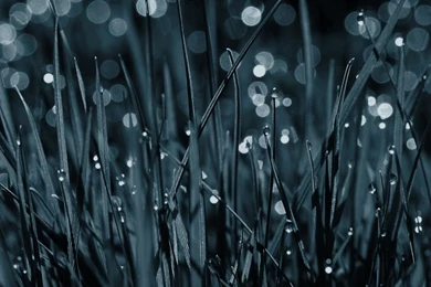 After The Rain Of The Glittering And Translucent iPad Wallpapers ...