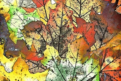Translucent Autumn Leaves Wallpapers   (