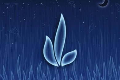 Translucent Grass Wallpapers   Free Wide HD Wallpapers