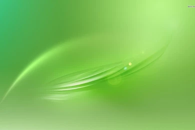 Green Translucent Leaves Wallpapers   Abstract Wallpapers