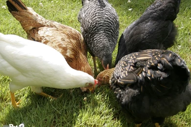 Gallery For   Free Chicken Wallpapers Desktop