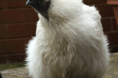 Chicken Abominablesnowchicken Chicken Wallpapers   (