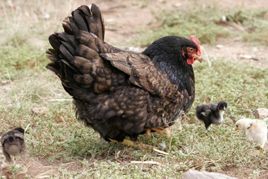 Free Wallpapers Mother Hen Chicken With Chicks