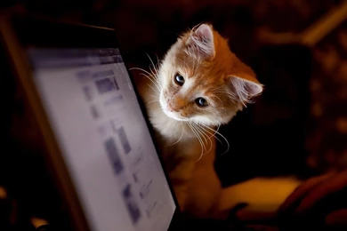 Kitten Looking At A Computer Screen Wallpapers » WallDevil   Best ...