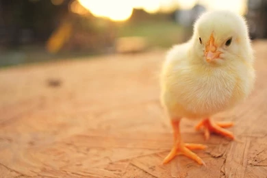 Cute_baby_chicken_wallpapers.jpg