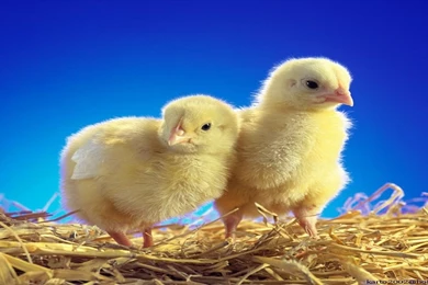 Cute Chicken Wallpapers » WallDevil   Best Free HD Desktop And ...