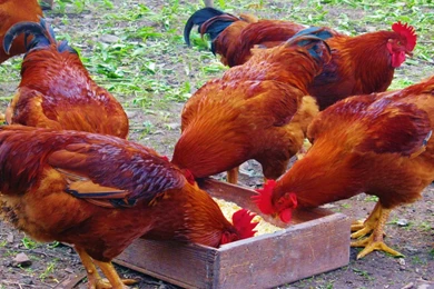 Chicken Computer Wallpapers, Desktop Backgrounds