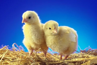 Beautiful HD Wallpapers: Chicken HD Wallpapers