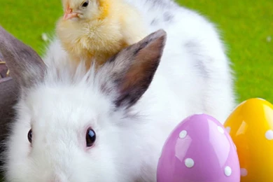 Rabbit And Chicken Wallpapers Desktop