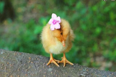 Birds Wallpapers & Birds Pictures HD Wallpapers New Colleciton