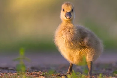 Gosling Chicken HD Wallpapers
