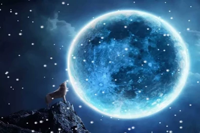 Howling Wolves Animated Wallpapers Http://www.desktopanimated.com ...