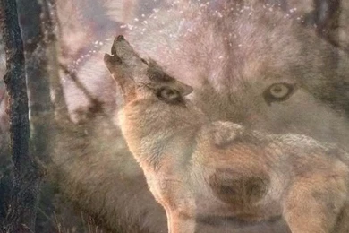 Wellphokannsong: Wolf Wallpapers