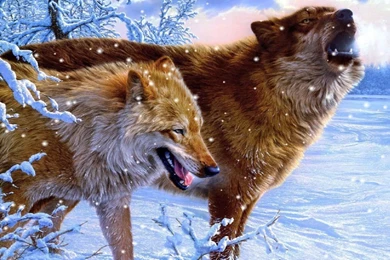 Howling Wolves Animated Wallpapers   DesktopAnimated.com