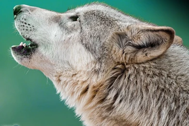 Wolf Wallpapers « Animal Spot