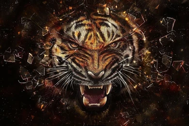 Download Animal Examine Rage Tiger Wallpapers 1920x1080