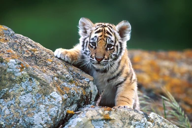 Little Tiger Wallpapers