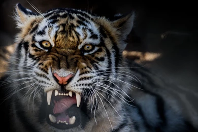 Tiger HD Wallpapers