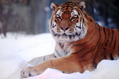 Tiger In Snow Close Image Free Desktop Backgrounds   Free Wallpapers ...