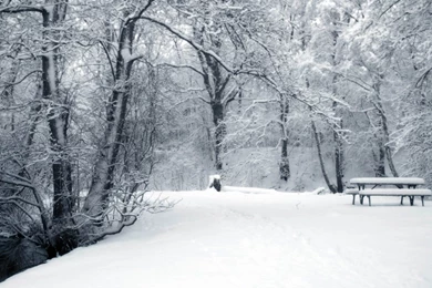 Wallpapers: Winter Backgrounds