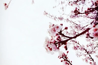 IPhone Flower Photography 8.jpg