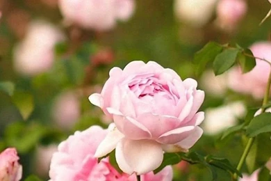 HD Rose Flowers Garden iPhone 6 Backgrounds Download Free 750x1334 ...