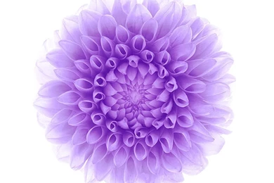 Offical Apple Flower Pattern Backgrounds iPhone 6 Wallpapers ...