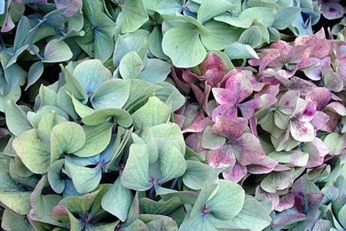 Hydrangea Flower Backgrounds iPhone 5 / 5s Case For Sale By Jane Rix